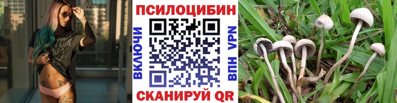 закладка  Можайск  Псилоцибиновые грибы Psilocybine cubensis 
